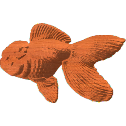 Oranda Goldfish