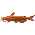 Channel Catfish