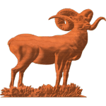 BIGHORNED SHEEP 02