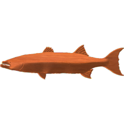 Fish-03