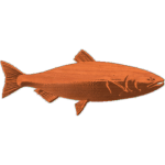 CHINOOK SALMON 1