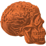 BRAIN & SKULL