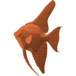 Angelfish 001 - CSF