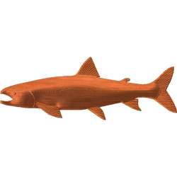 Fish-05