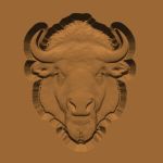 Buffalo Trophy Head