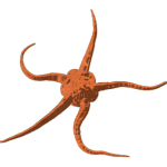 Starfish-04