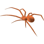 Blackwidow spider