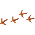 BirdTracks