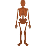 Scary Halloween Skeleton 004 A