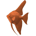 Angel Fish