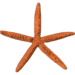 Starfish-02