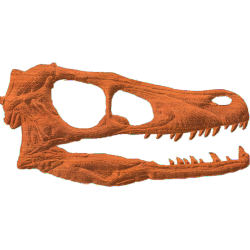 Velociraptor Skull
