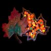 Leaf Box