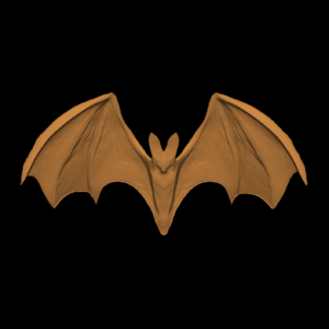 Bat with wings