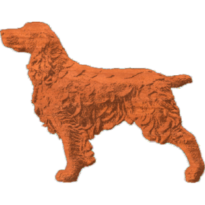 Springer Spaniel - Standing