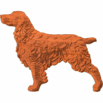 Springer Spaniel - Standing