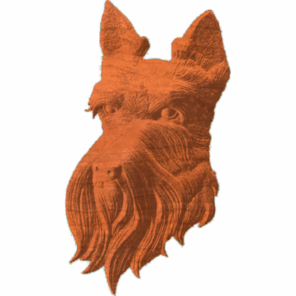 Scottish Terrier face