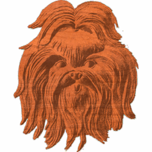 Shih Tzu Face