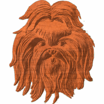 Shih Tzu Face