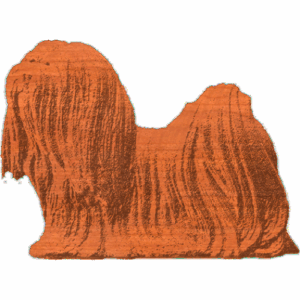 Lhasa Apso - 2