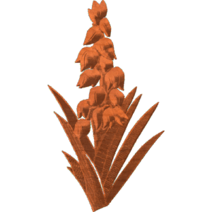 Yucca