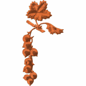 Currants