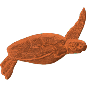 Seaturtle Baby