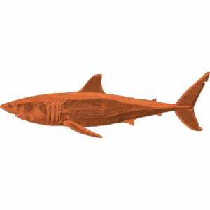 Great White Shark 1