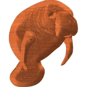 Manatee