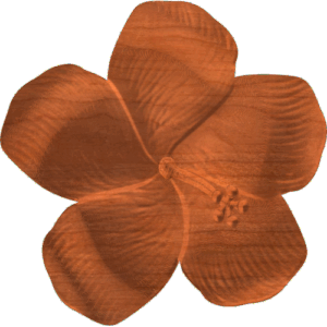 Hibiscus 1