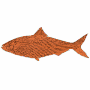 Fish, American - Shad