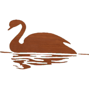 Swan a Swimming