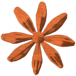 Southern Daisey