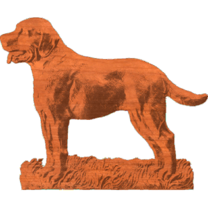 Labrador Dog In Grass