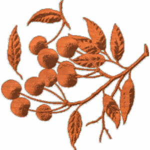 CherryBranches