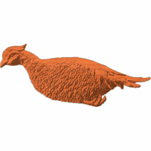 A Pheasant