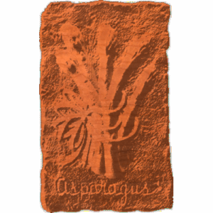 Asparagus