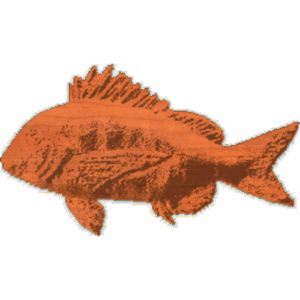Sheephead - A1