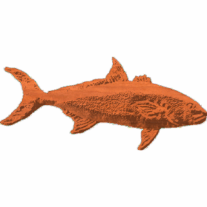 Amber Jack