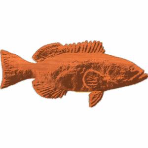 Black grouper 01 