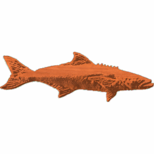 Cobia 2