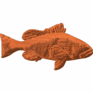 Red grouper 