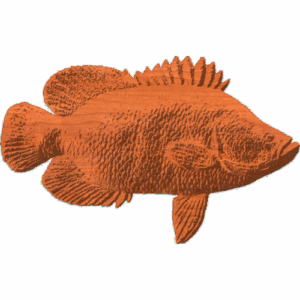 Tripletail Fish