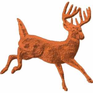 Buck - Male Deer