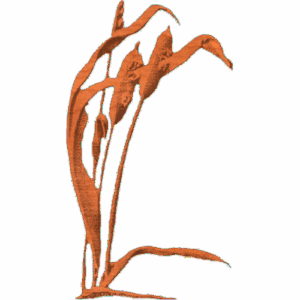 cattail01