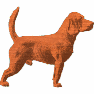 Beagle - Attentive