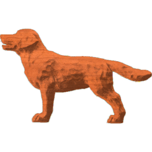Labrador Retriever standing