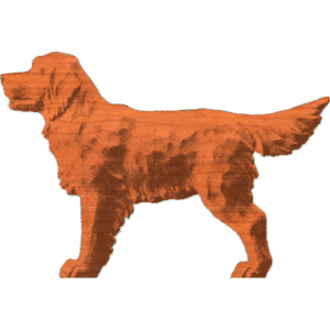 Golden Retriever Standing