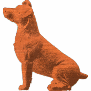 Jack Russell Terrier - Parson