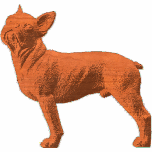 Boston Bulldog